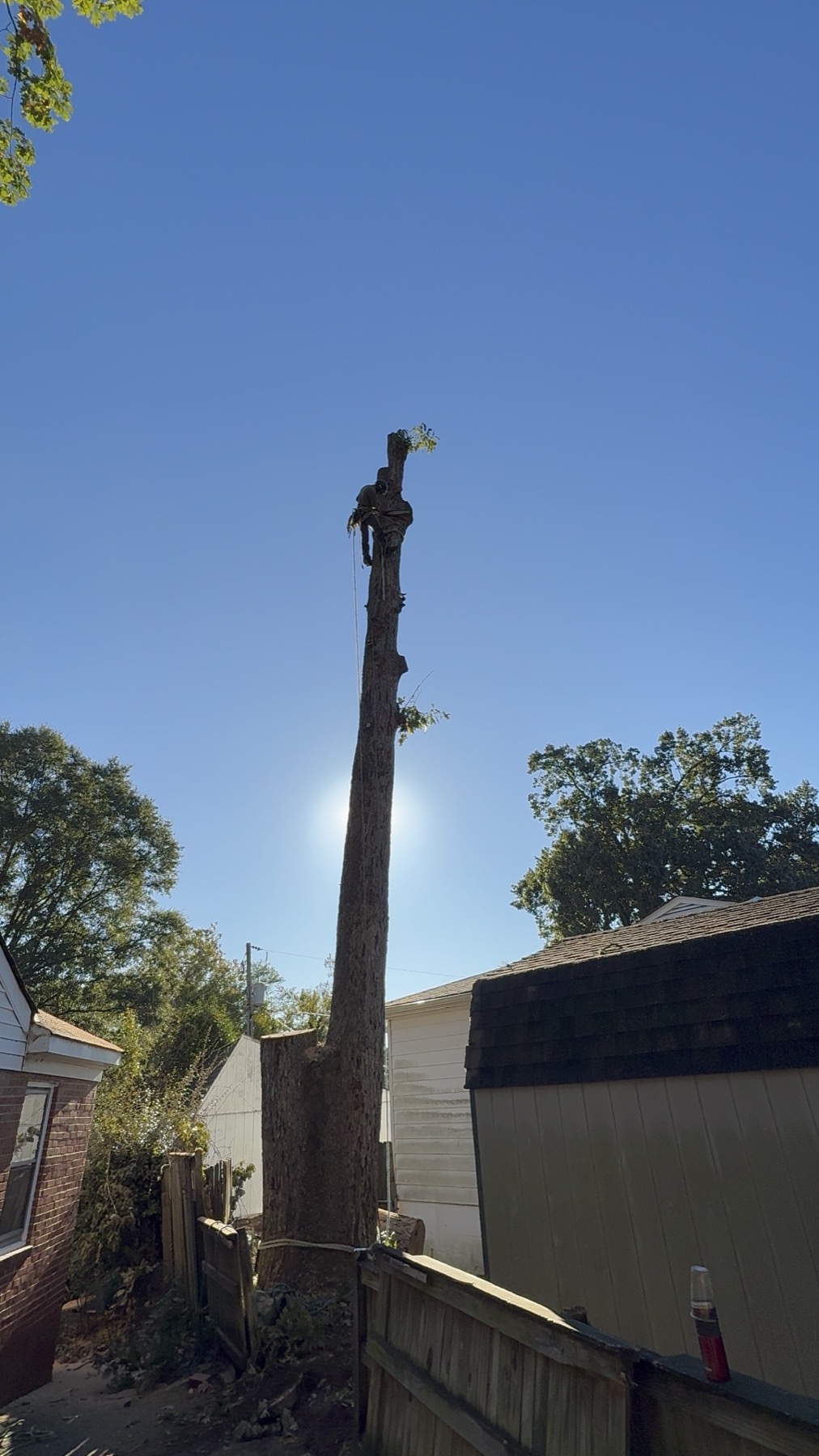 Tree service project photo 7