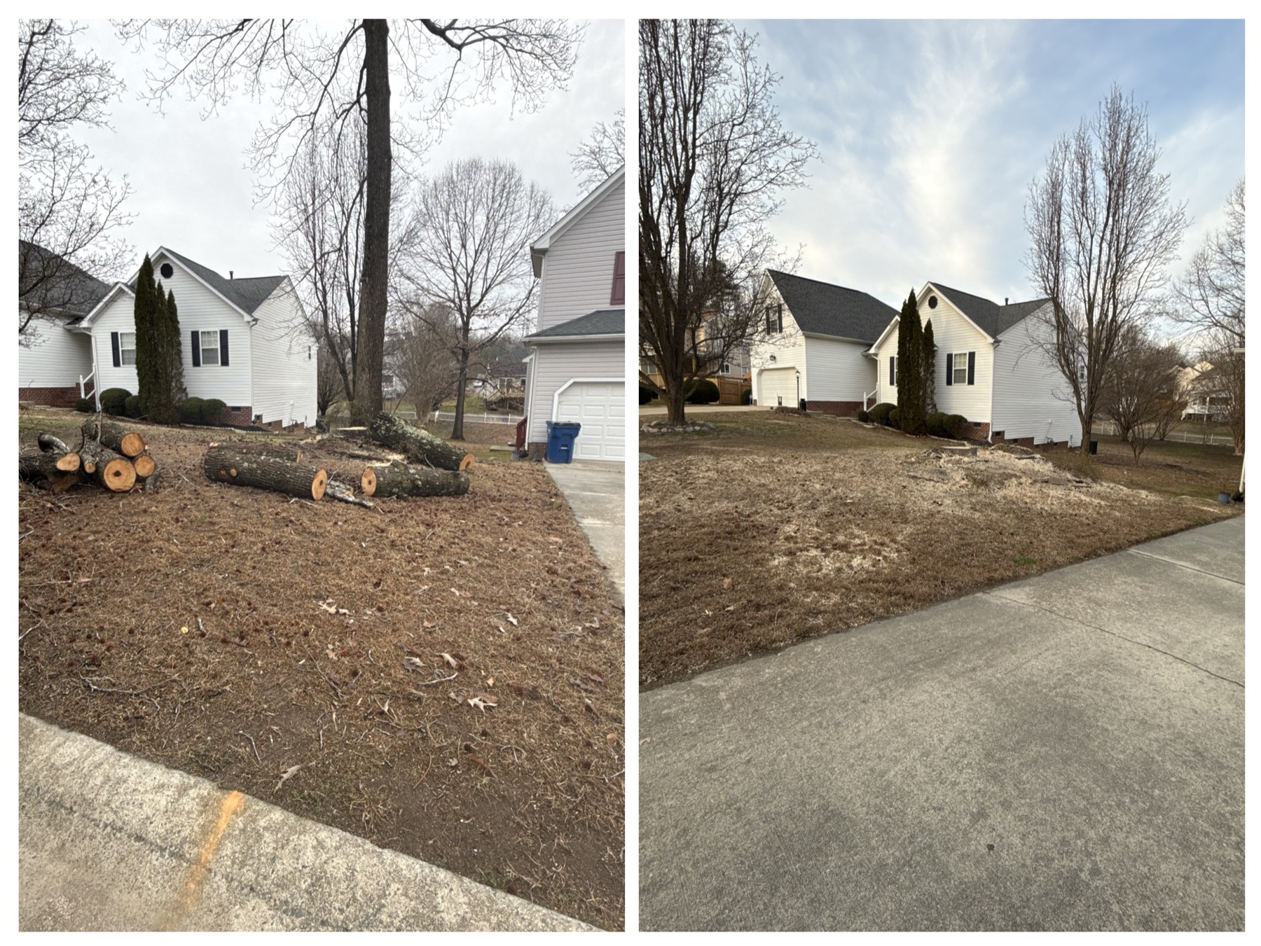 Tree service project photo 8