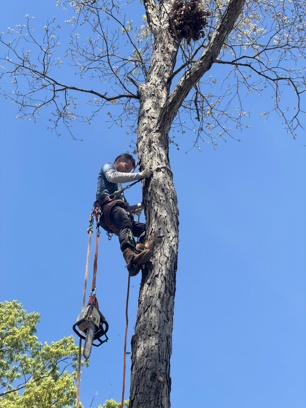 Professional arborist climbing tree for safe tree removal in Richmond VA